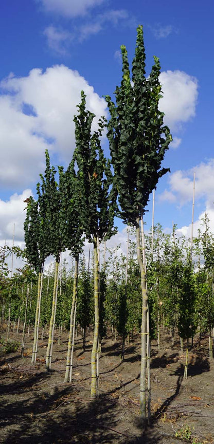 Ulmus glabra 'Exoniensis' op stam op stam