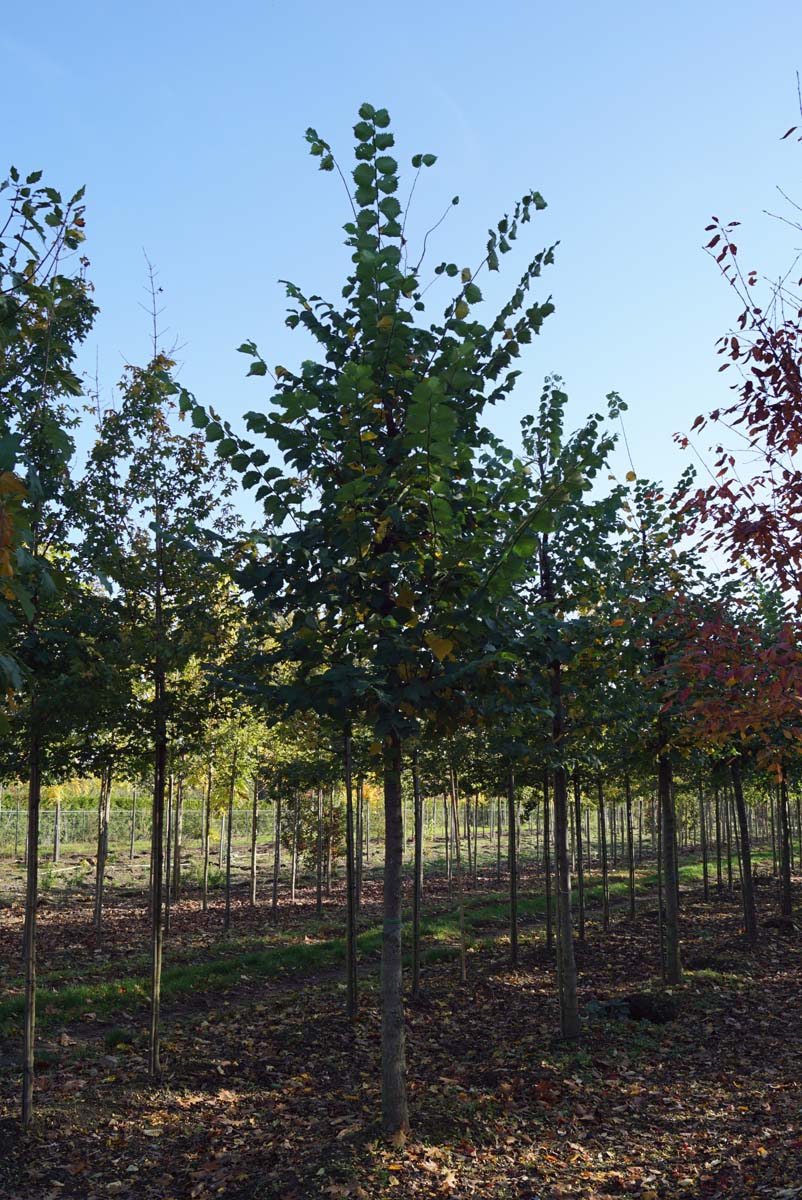 Ulmus laevis op stam op stam