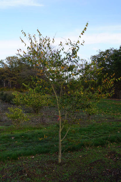 Zelkova serrata solitair solitair