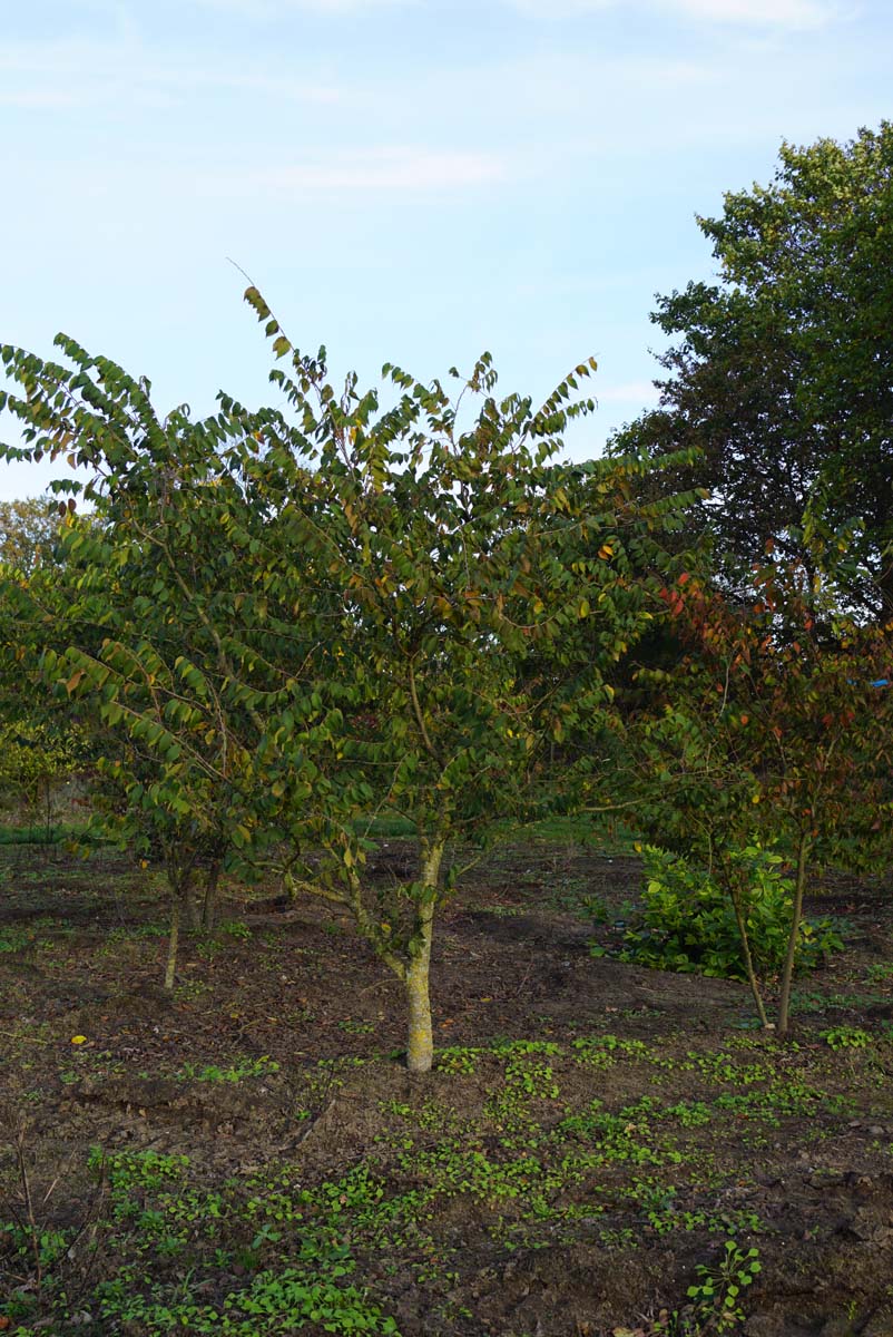 Zelkova serrata solitair solitair