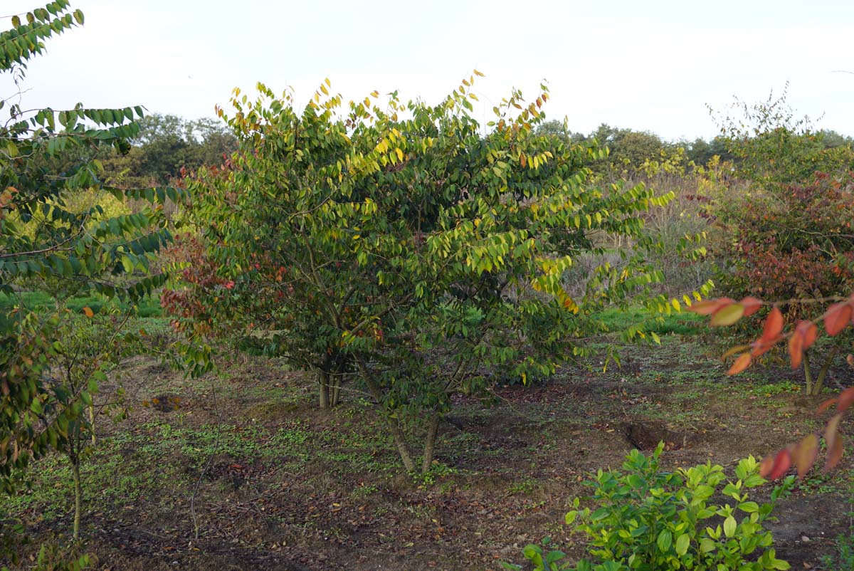 Zelkova serrata meerstammig / struik meerstammig