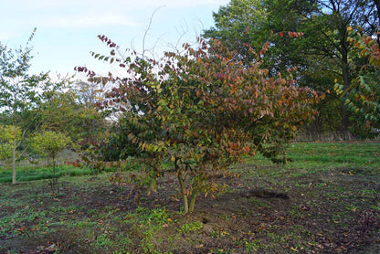 Zelkova serrata meerstammig / struik meerstammig