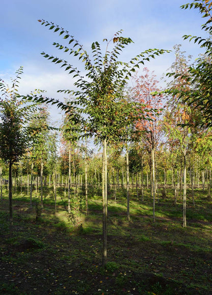 Zelkova serrata op stam op stam