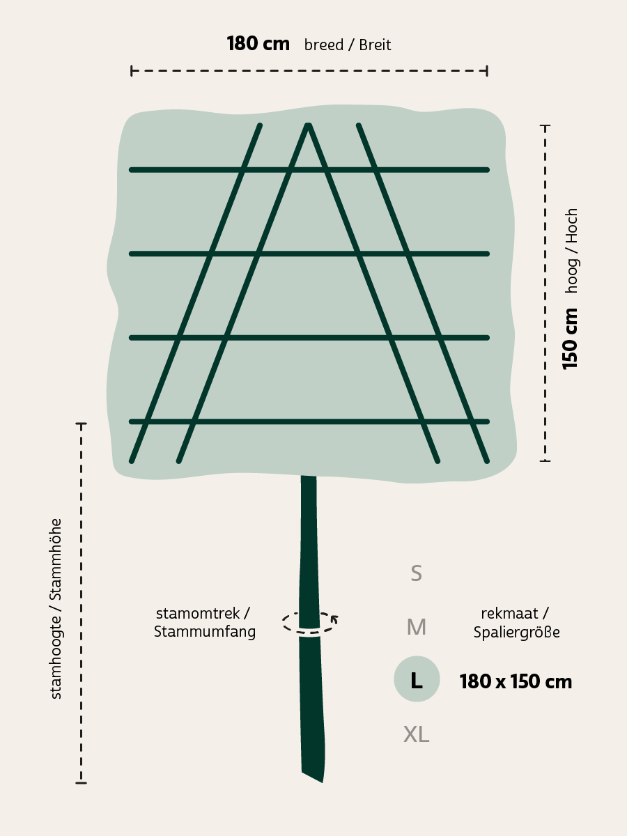 Acer campestre 'Huibers Elegant' leiboom leiboom