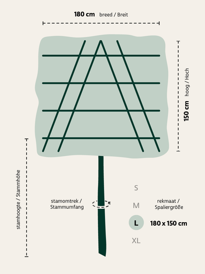 Acer campestre 'Huibers Elegant' leiboom leiboom