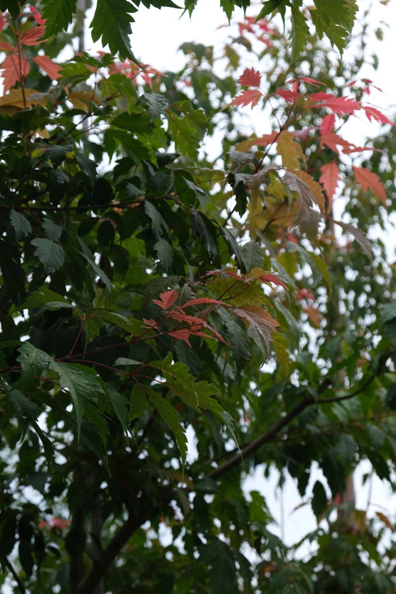 Acer cissifolium op stam blad