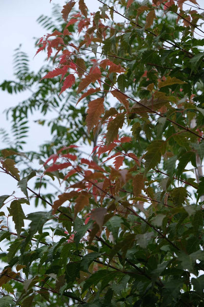 Acer cissifolium op stam blad