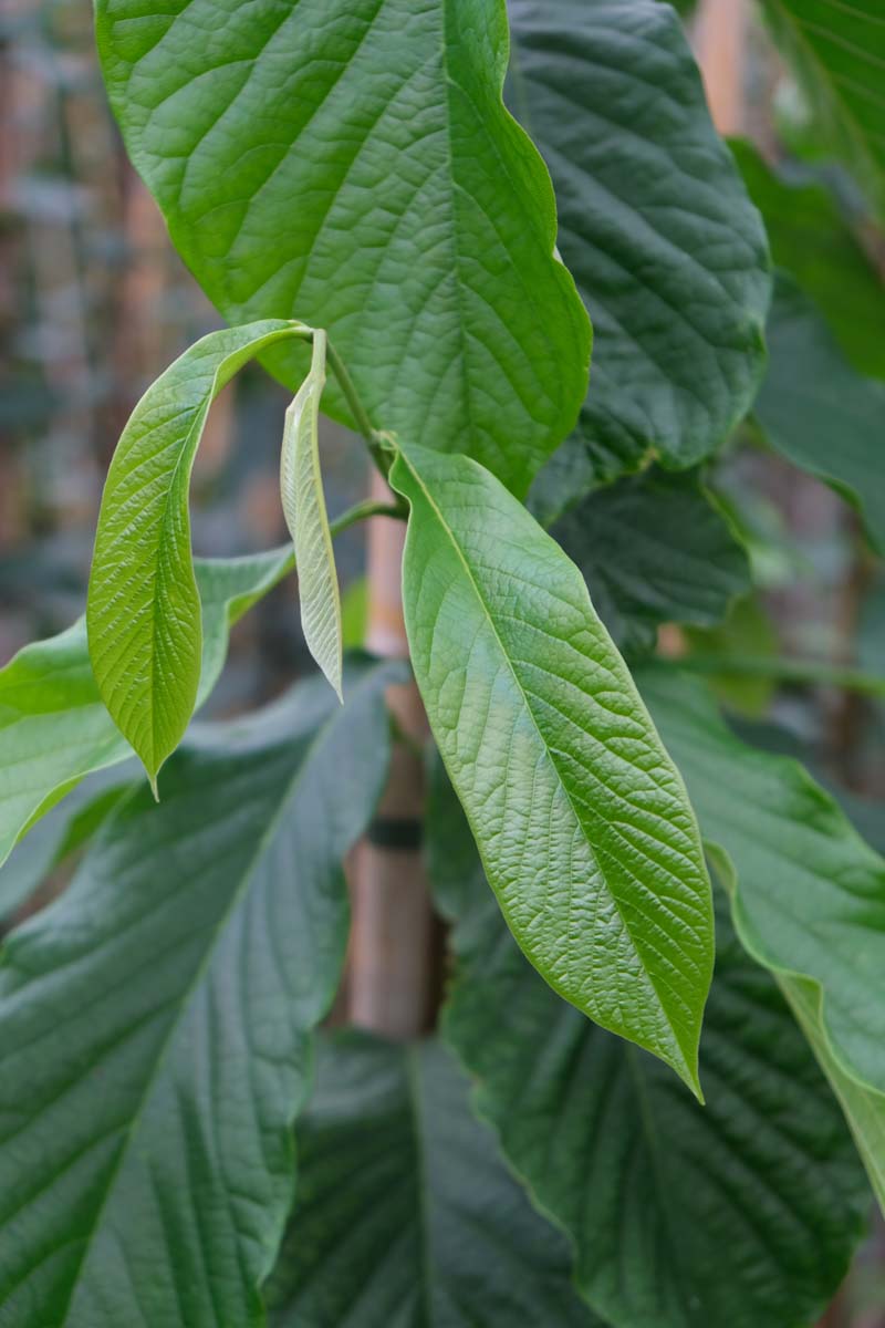 Asimina triloba Tuinplanten blad