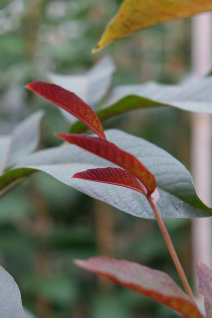 Asimina triloba solitair blad