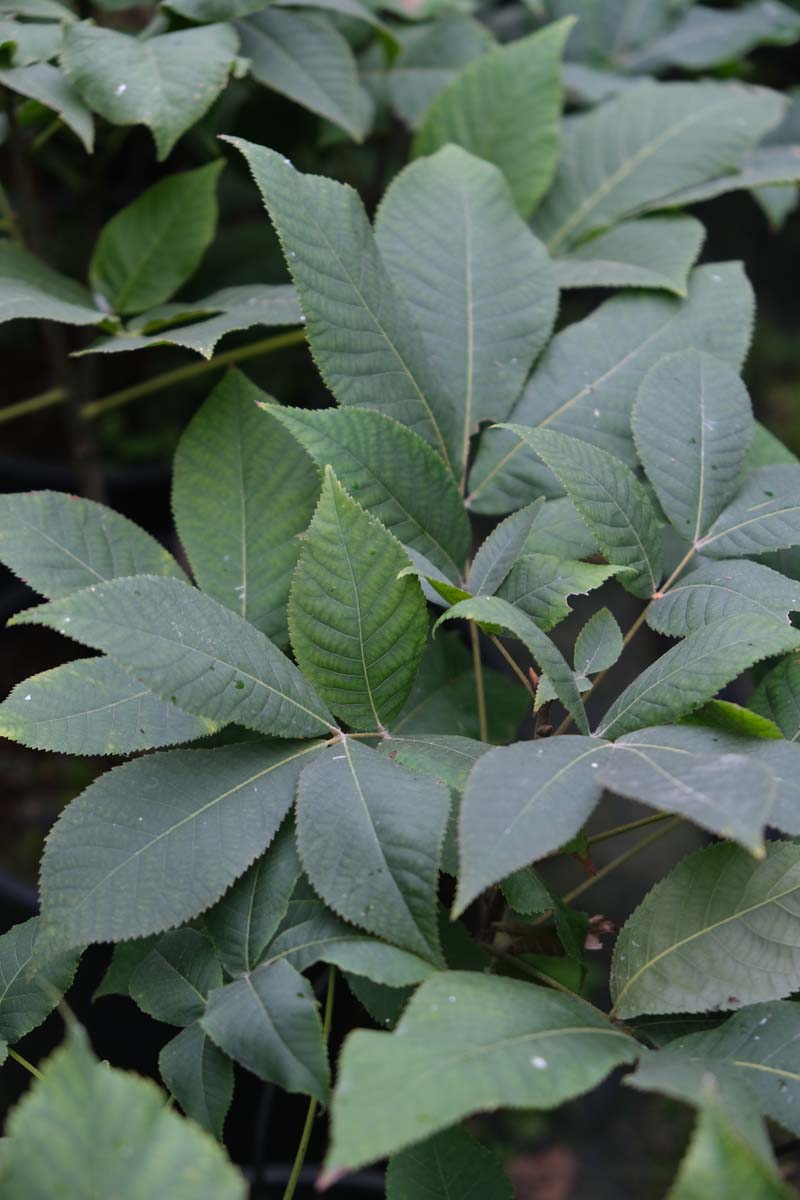 Carya ovata op stam blad