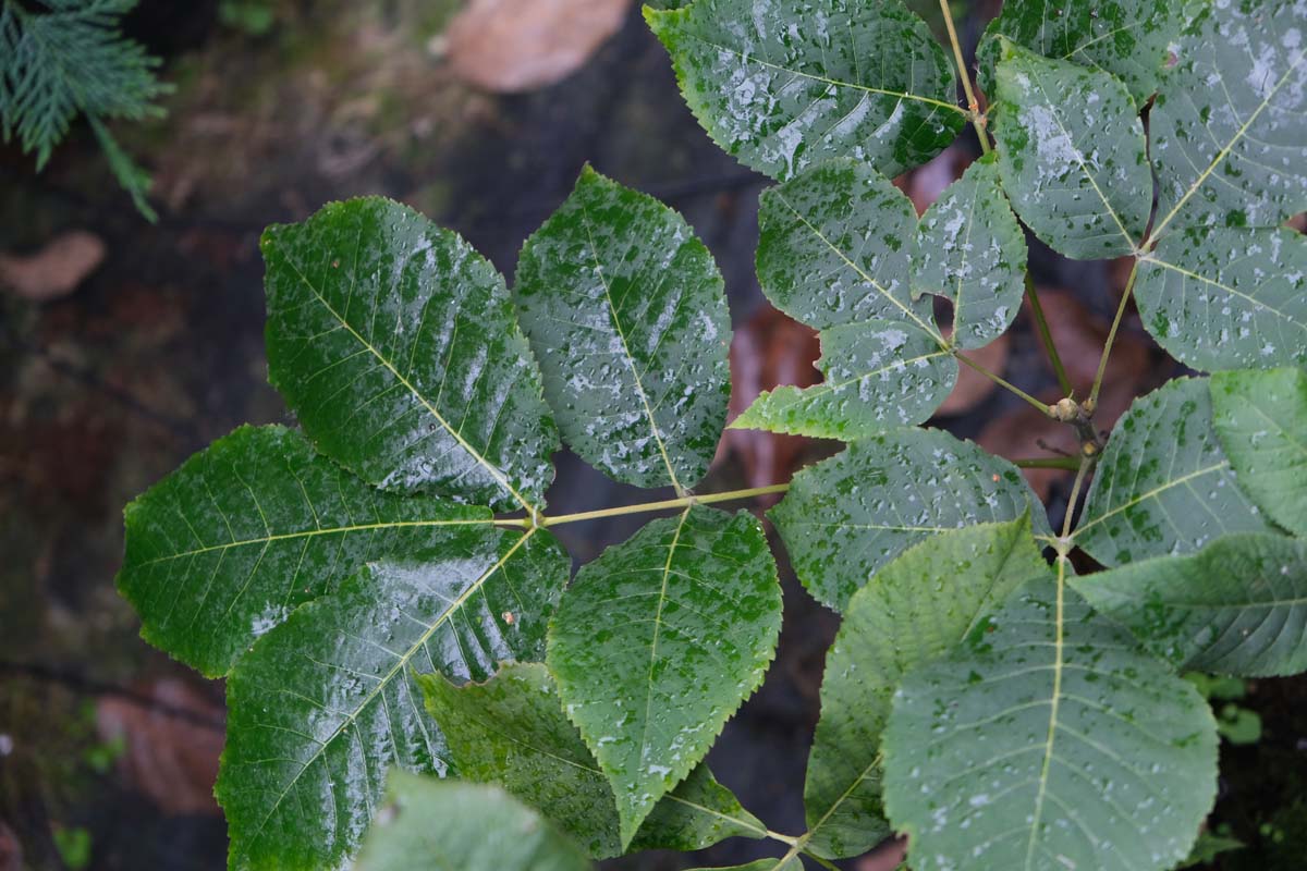 Carya ovata op stam blad