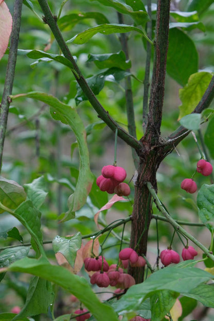 Euonymus hamiltonianus 'Indian Summer' Tuinplanten bloem