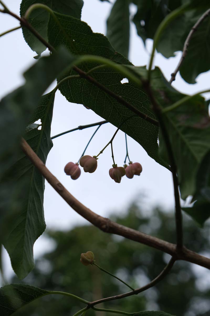 Euonymus hamiltonianus 'Jelena' op stam bloem