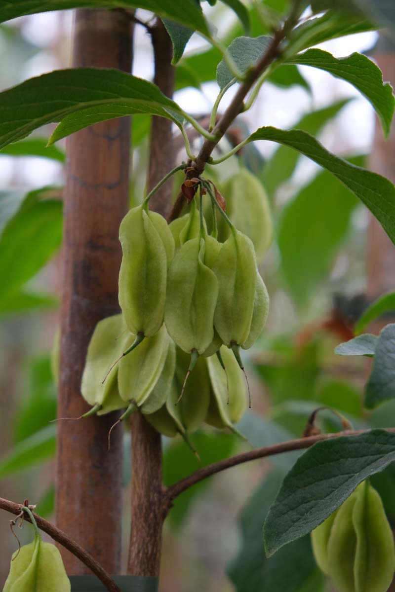 Halesia carolina op stam vruchtdoos