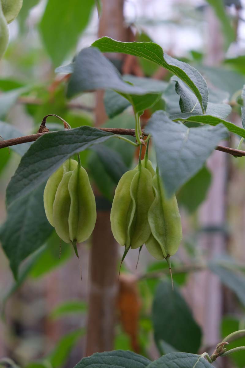 Halesia carolina solitair vruchtdoos