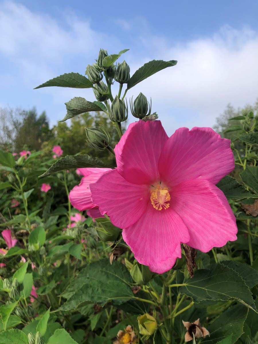 Hibiscus moscheutos bloem