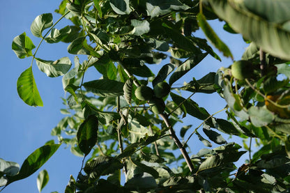 Juglans regia op stam vrucht