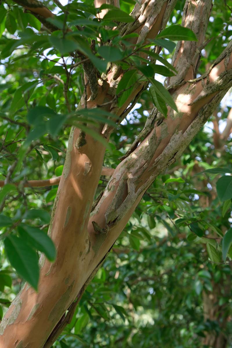 Lagerstroemia indica op stam stam