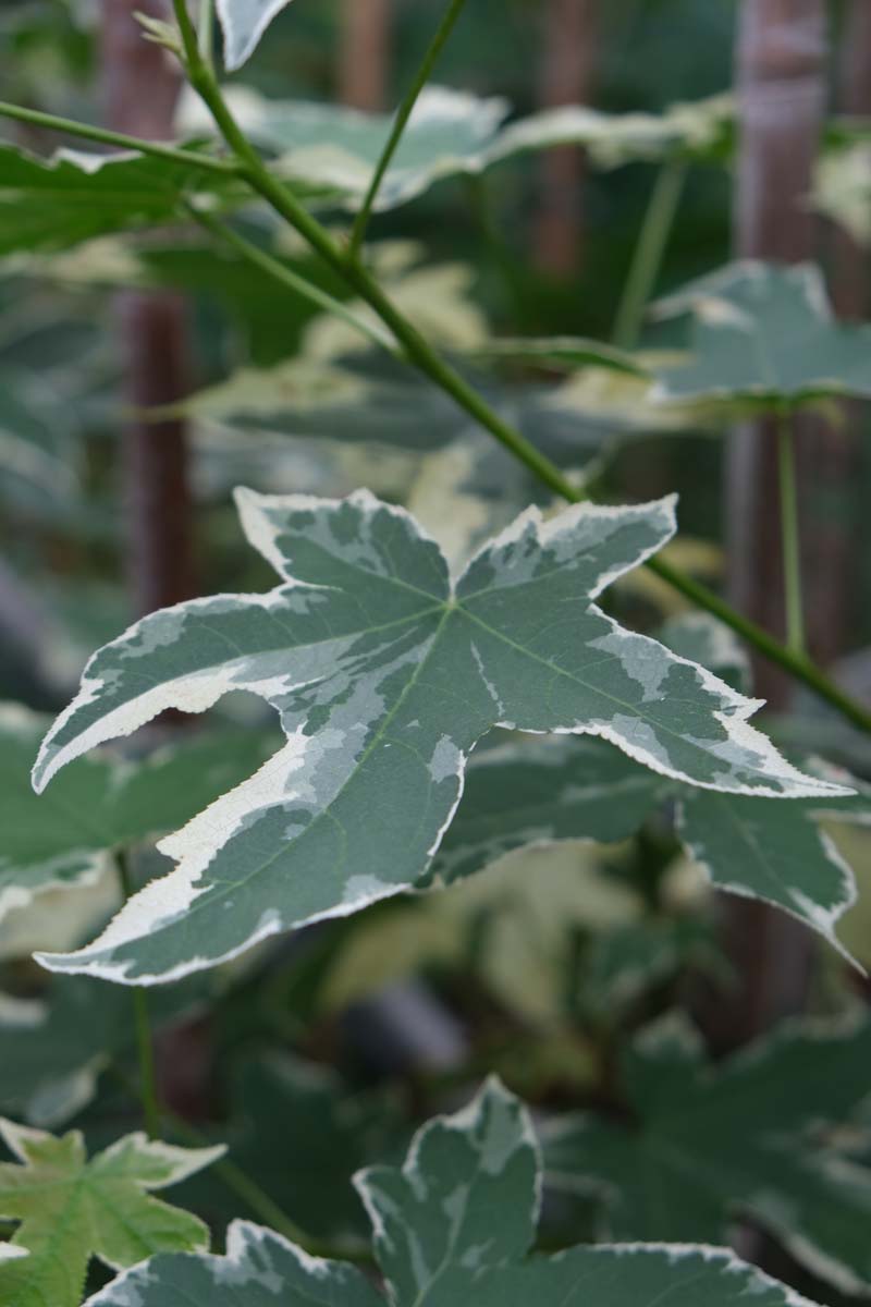 Liquidambar styraciflua 'Silver King' dakboom blad