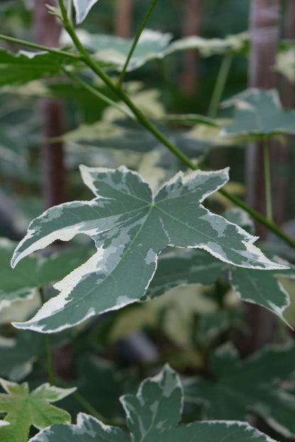 Liquidambar styraciflua 'Silver King' dakboom blad