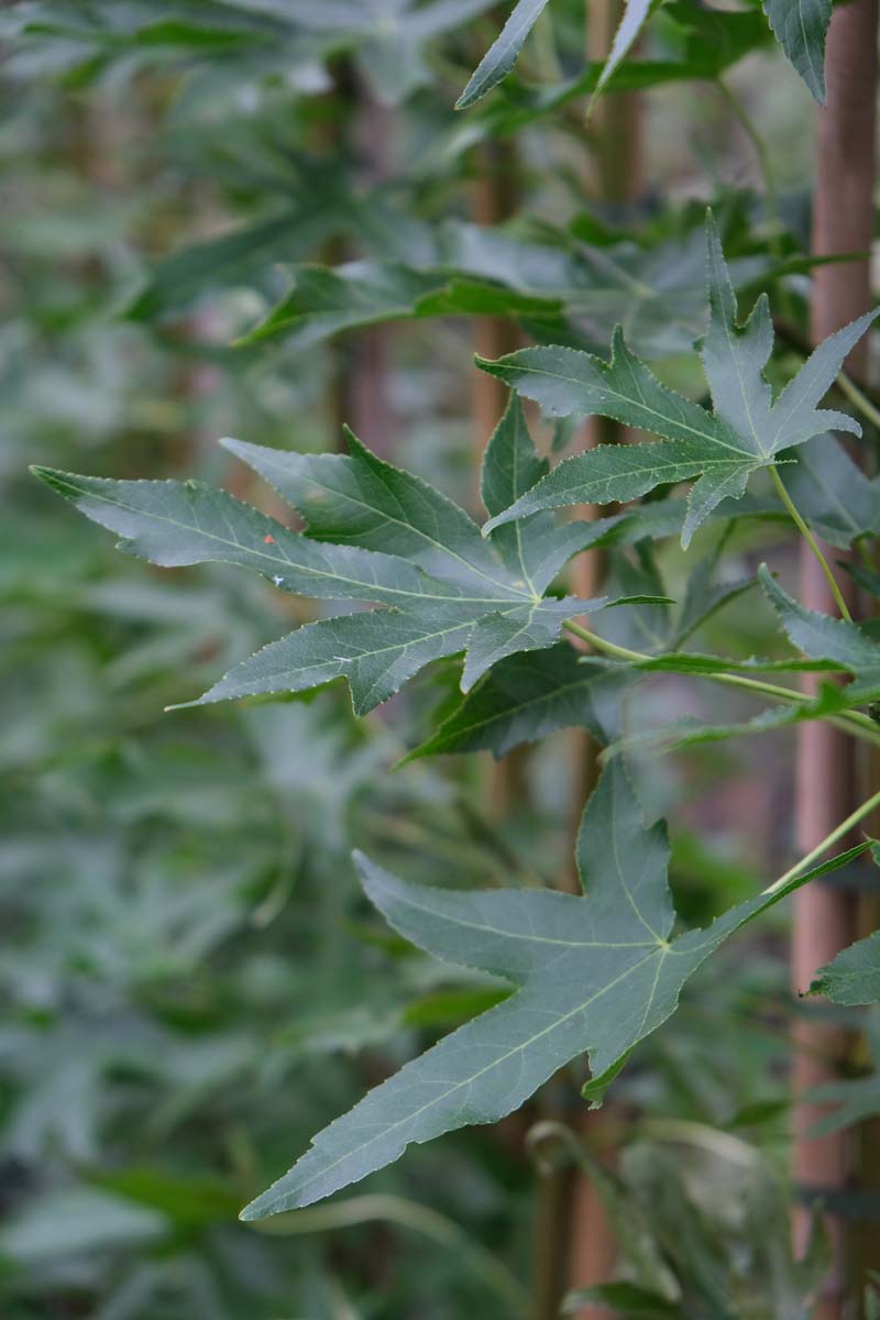 Liquidambar styraciflua 'Stared' leiboom blad