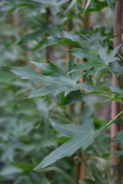 Liquidambar styraciflua 'Stared' op stam blad