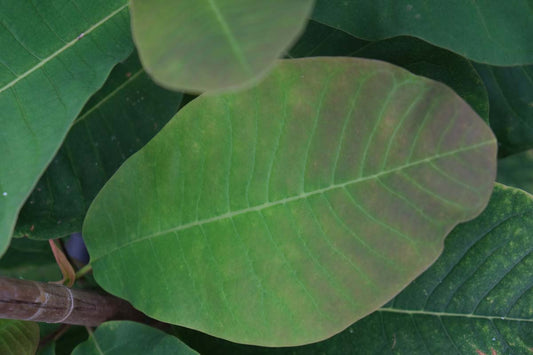 Magnolia obovata meerstammig / struik blad