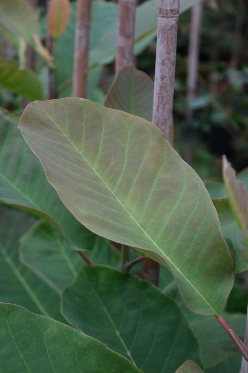 Magnolia obovata solitair blad