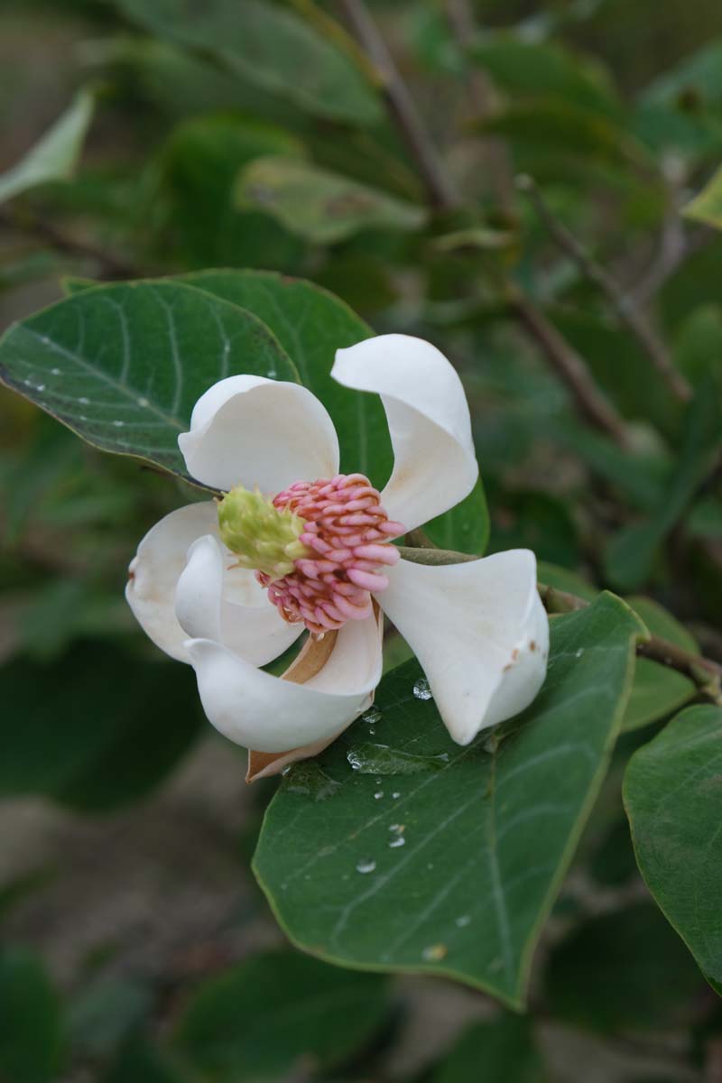 Magnolia sieboldii haagplant bloem