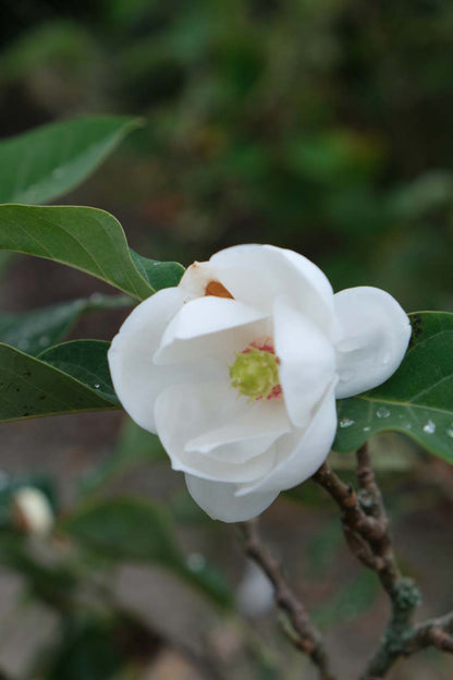 Magnolia sieboldii op stam bloem