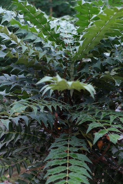 Mahonia media 'Winter Sun' solitair blad