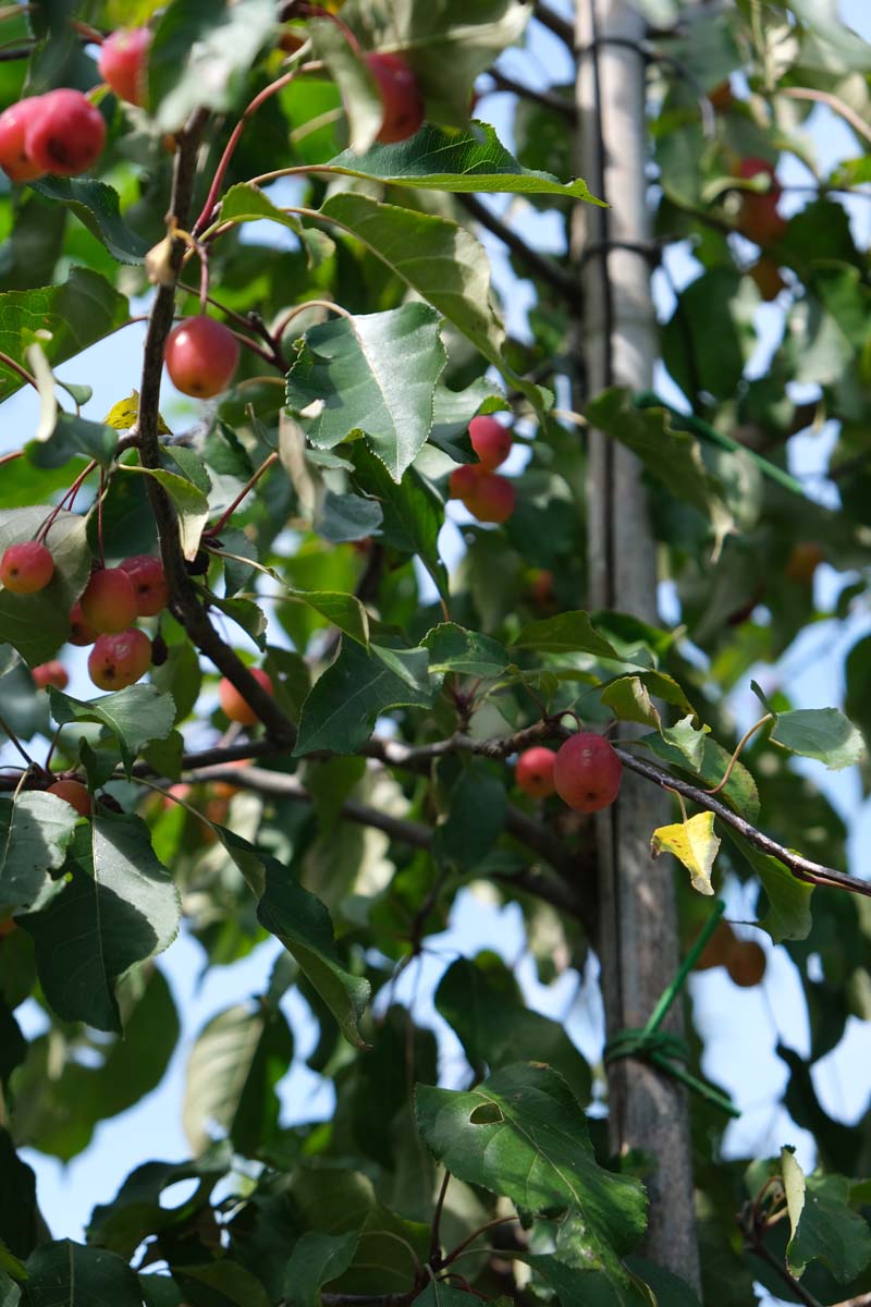 Malus 'Rudolph' op stam vrucht