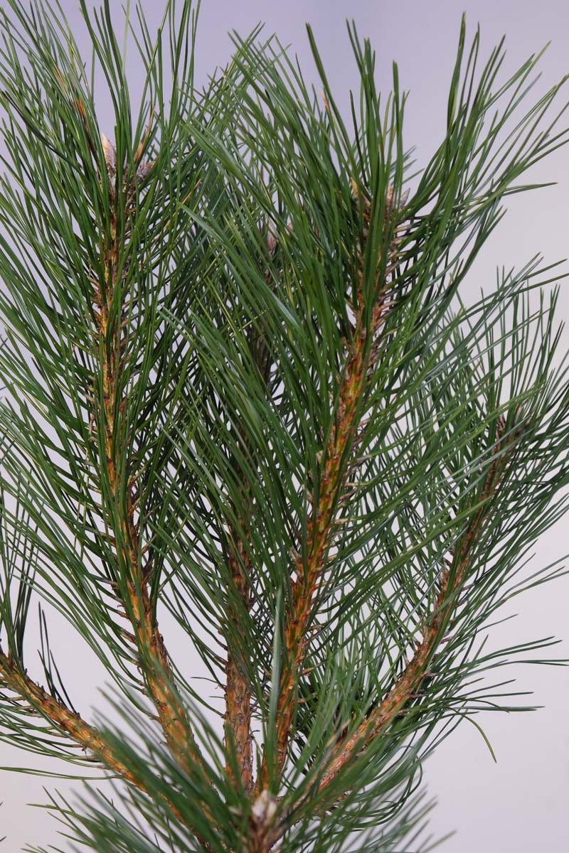 Pinus nigra op stam naald