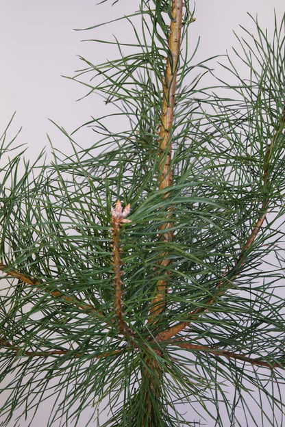 Pinus sylvestris meerstammig / struik naald