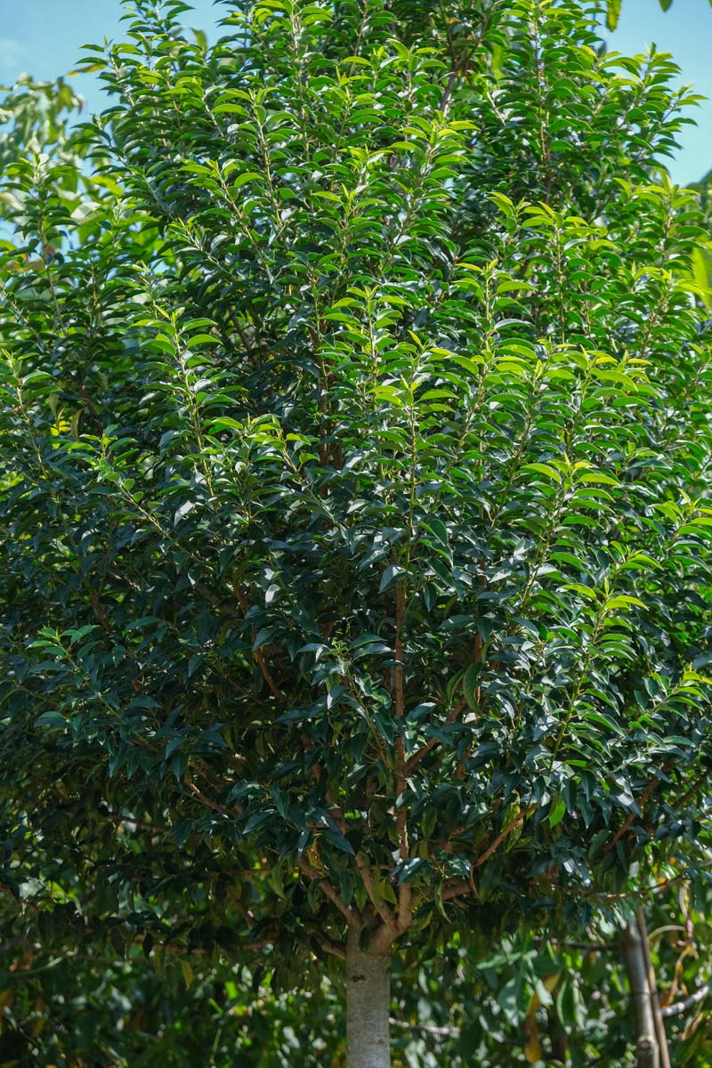 Prunus lusitanica 'Angustifolia' solitair kroon