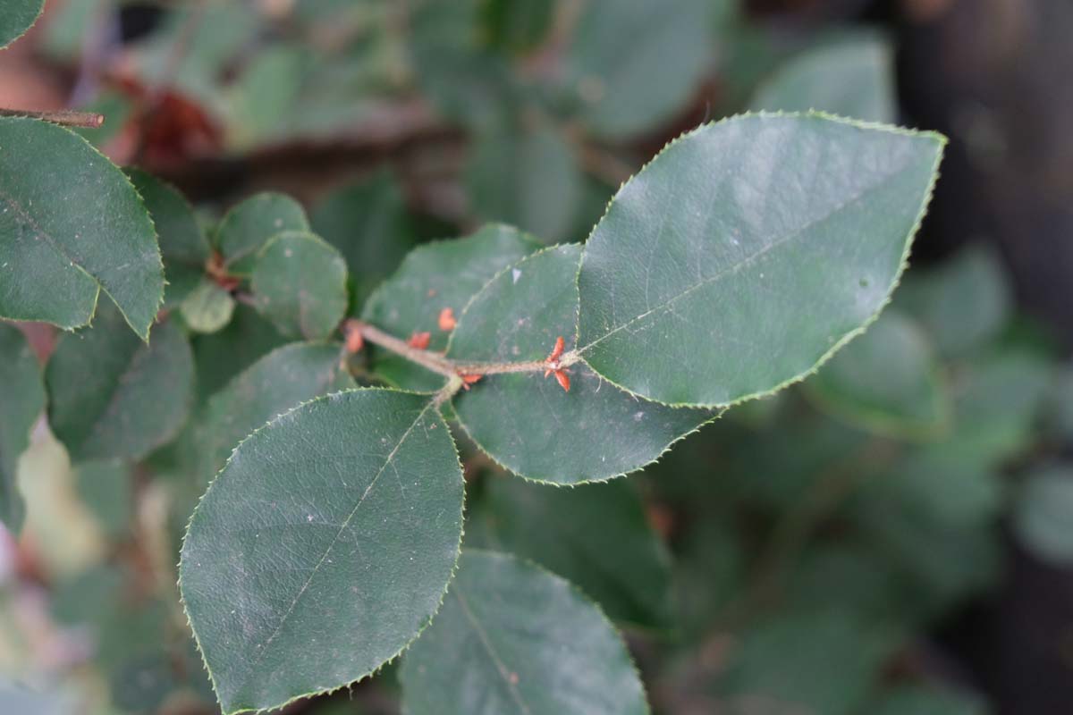 Pseudocydonia sinensis meerstammig / struik blad