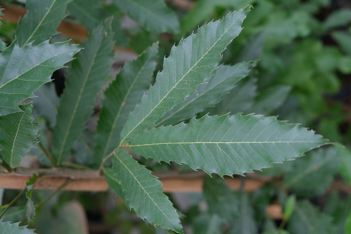 Quercus acutissima op stam