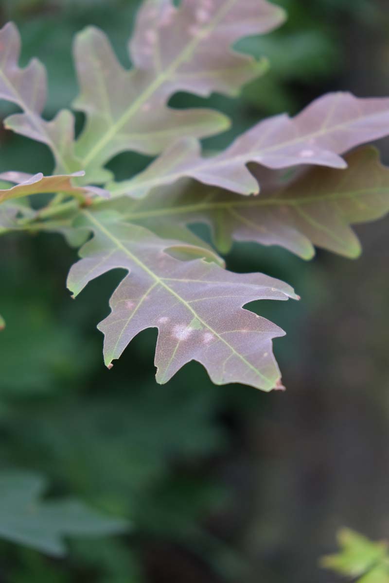 Quercus alba Tuinplanten blad