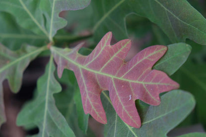 Quercus alba Tuinplanten blad