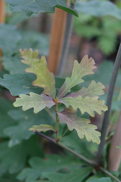 Quercus alba op stam twijg