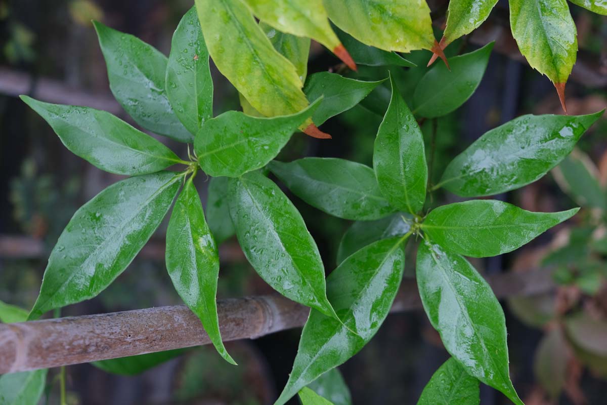 Quercus glauca Tuinplanten blad