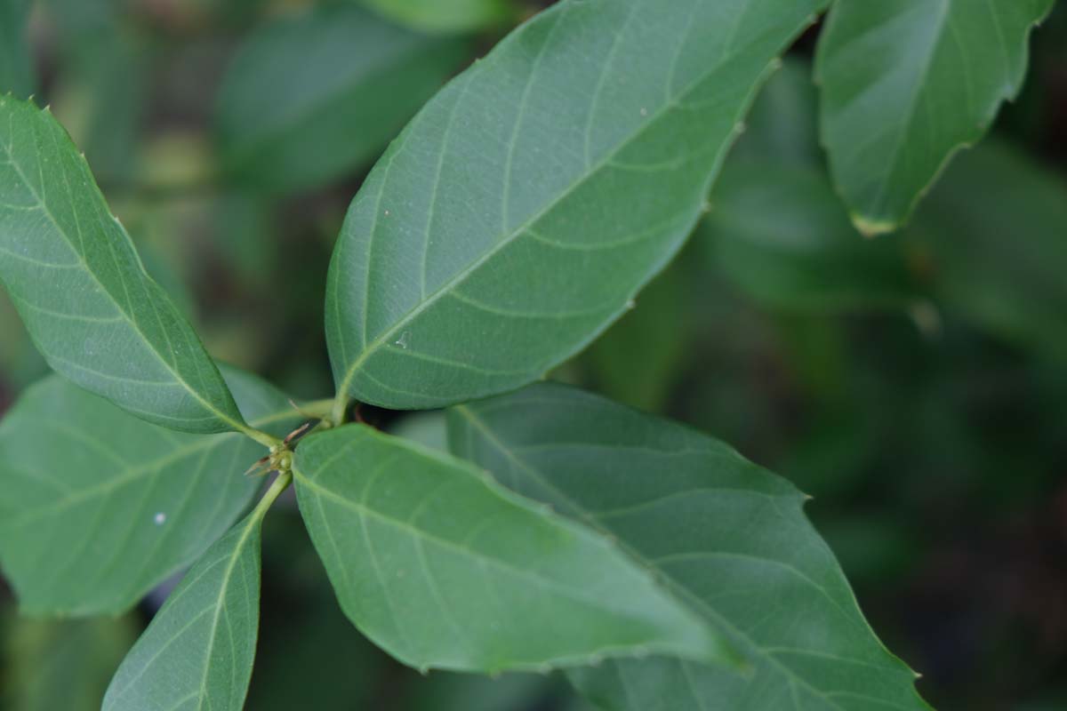 Quercus glauca op stam blad