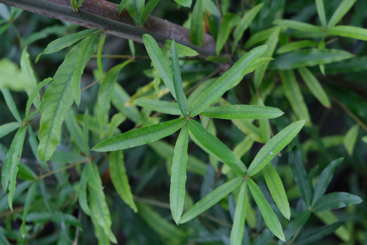 Quercus phellos op stam blad