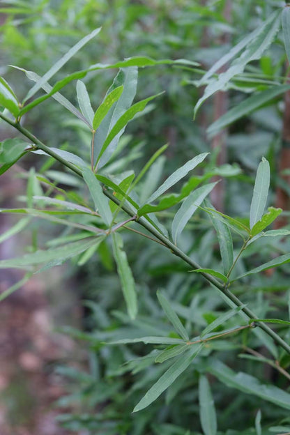 Quercus phellos Tuinplanten blad