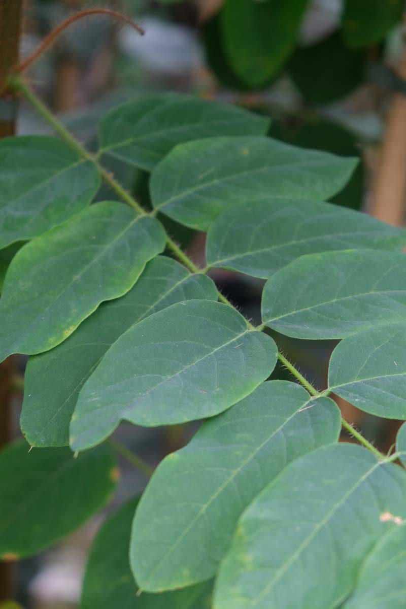 Robinia hispida op stam blad