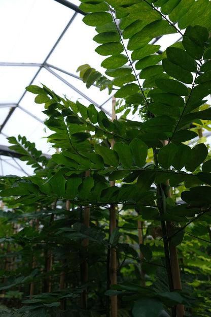 Robinia viscosa op stam blad