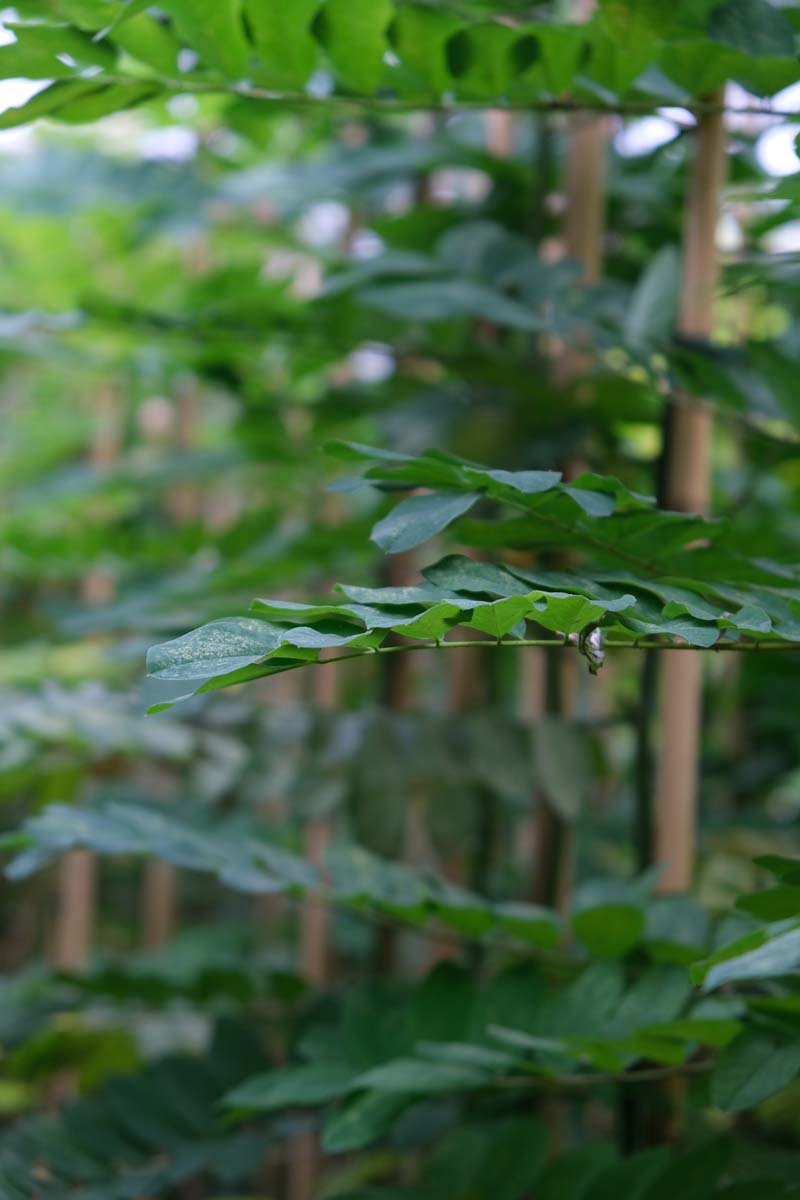 Robinia viscosa op stam blad