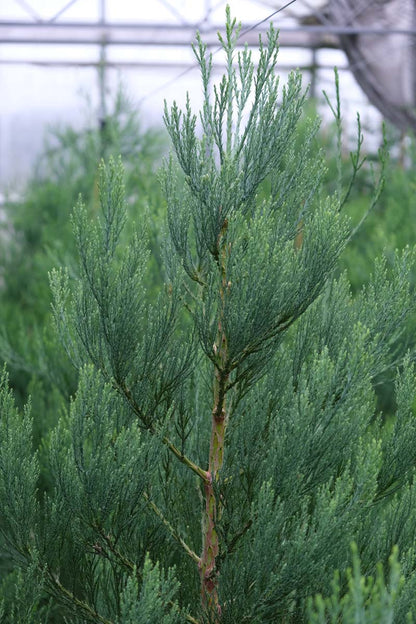 Sequoiadendron giganteum op stam twijg