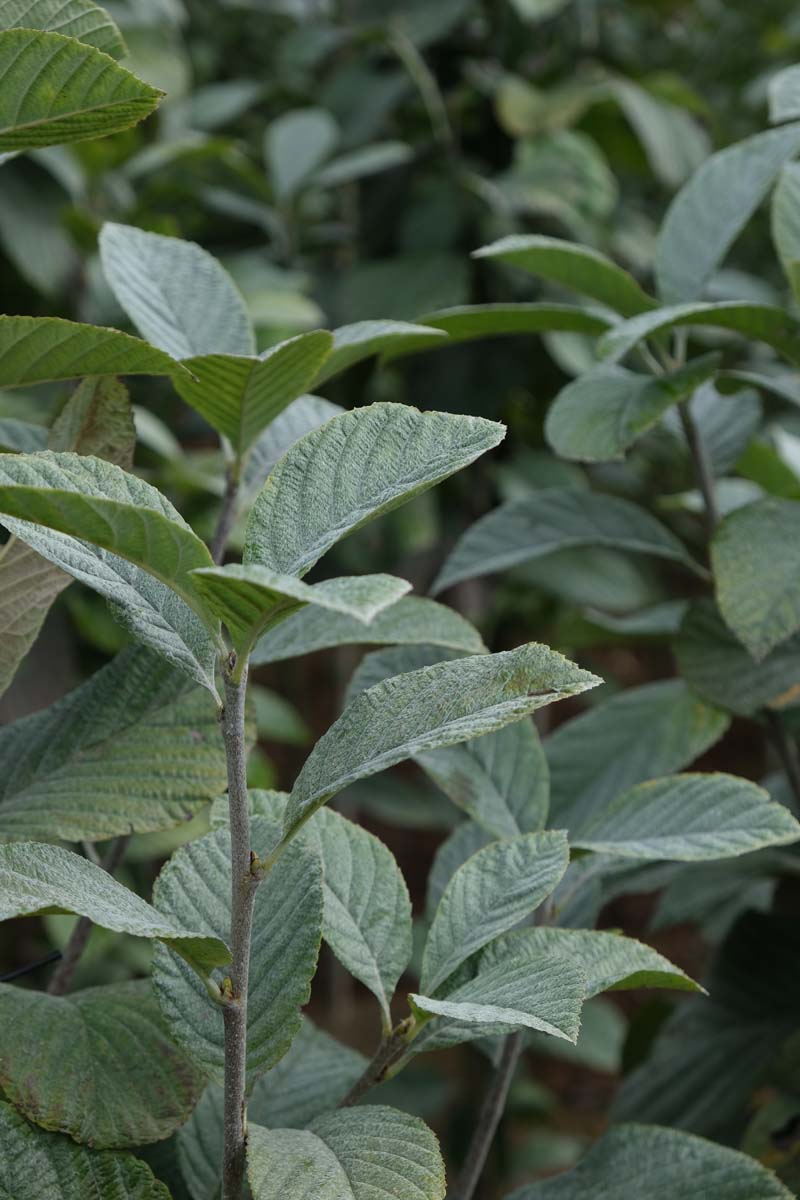 Sorbus aria op stam blad