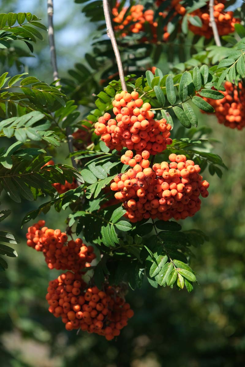 Sorbus scalaris op stam